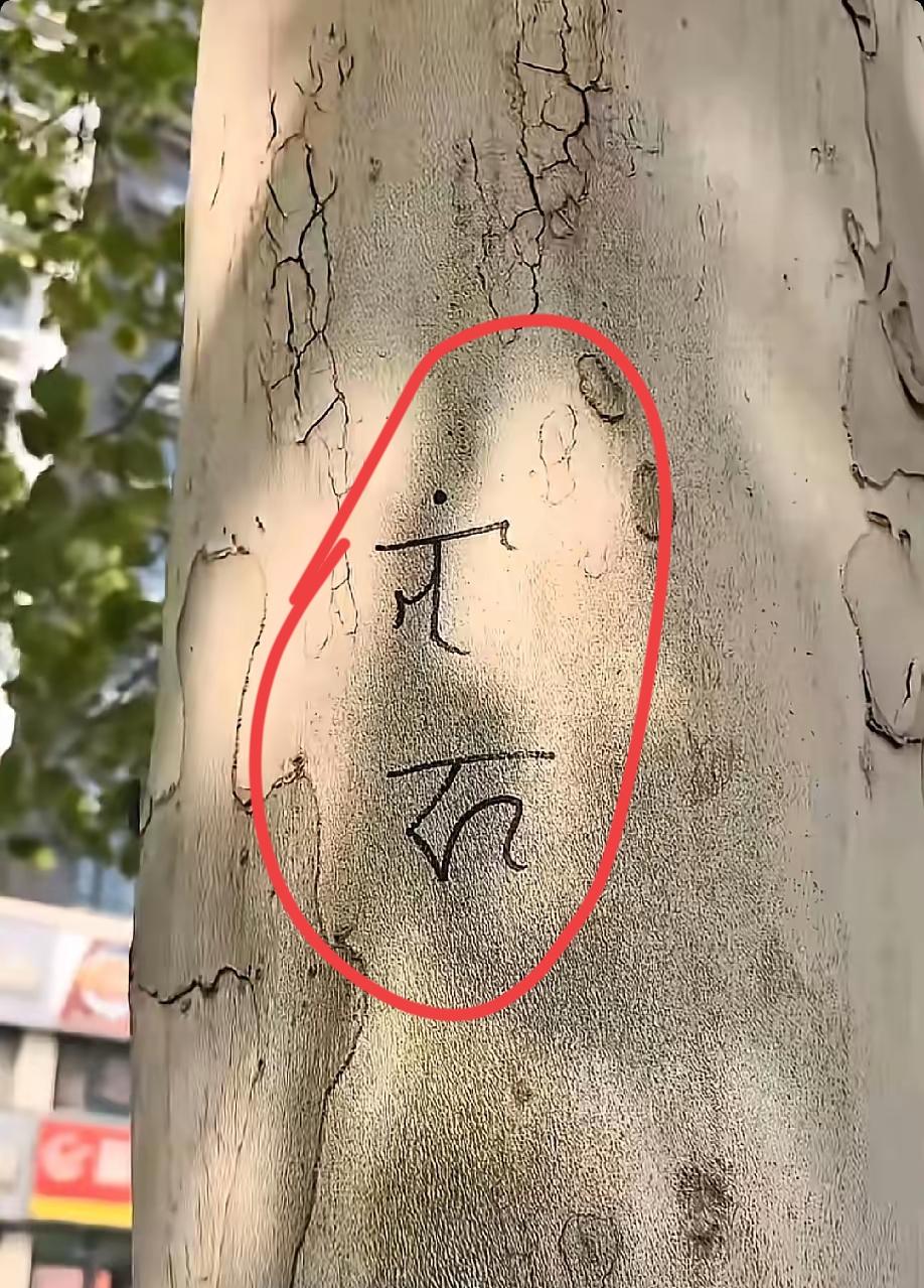 有不少网友爆料，在一些树上可以看到一些神秘符文，不知道啥意思。看着像象形文，又