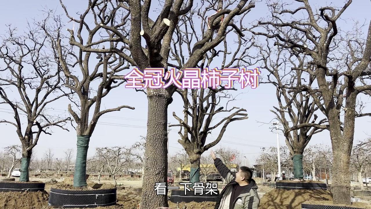 🍂虽然运输时落了些果子，但枝头还挂着不少，加上落叶不落果的特性，秋冬季节看过去