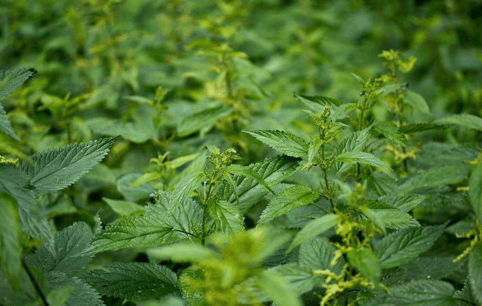 农村的这种草一碰就会出现瘙痒红肿, 但却对毒蛇咬伤有治愈效果