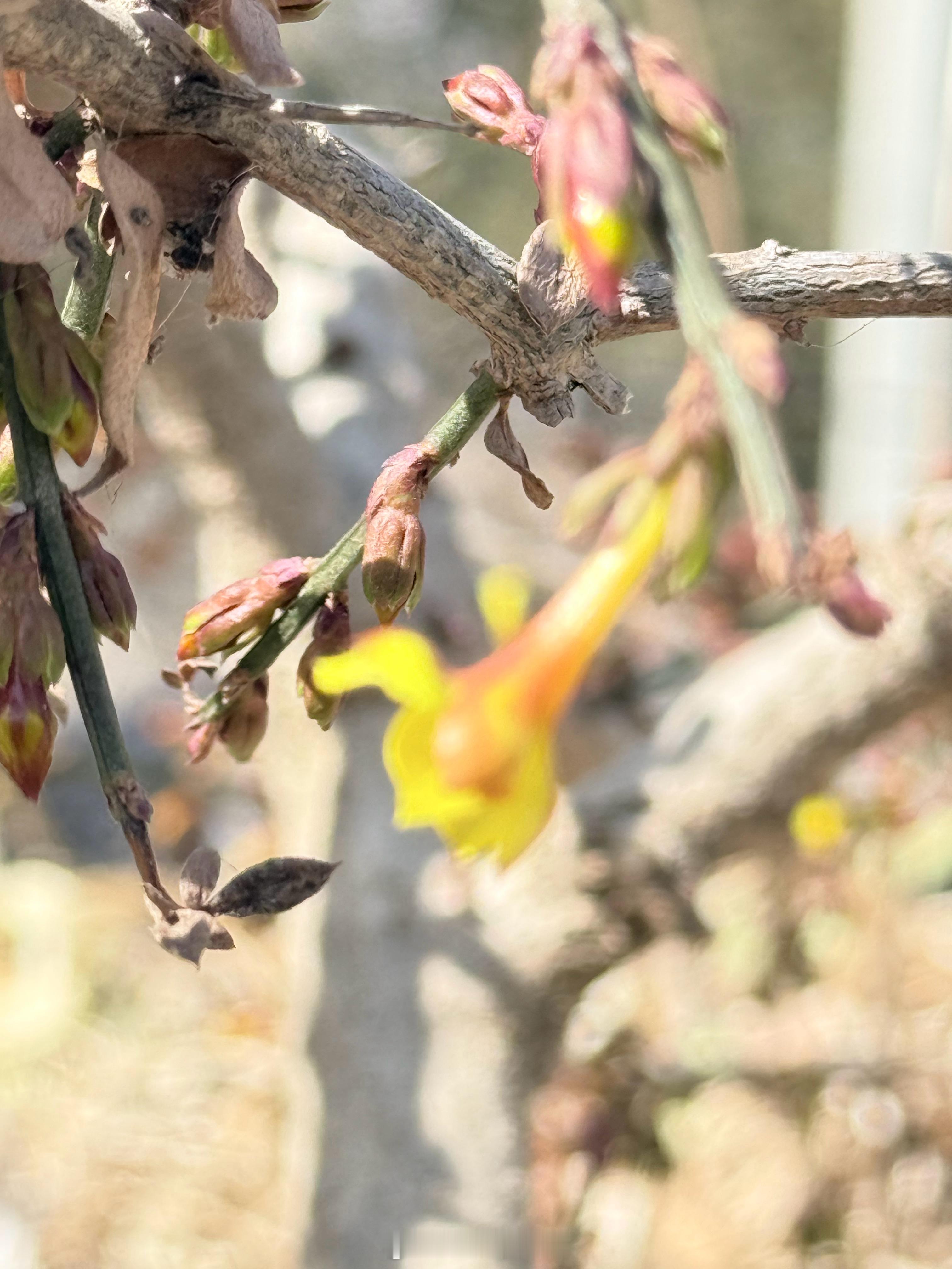 发现一颗好大的迎春花！考古发现