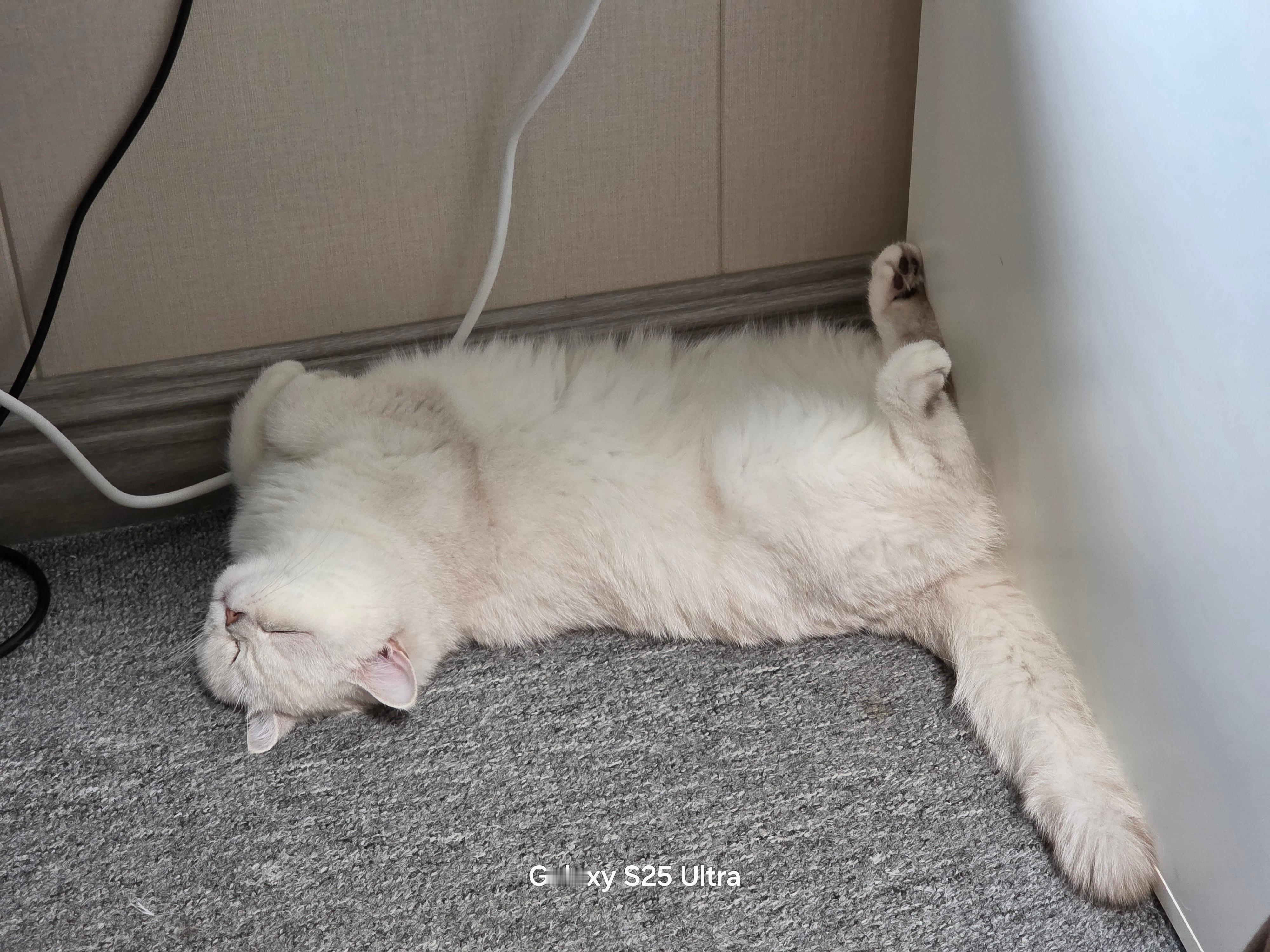 大家家里的猫咪，睡觉也是这样，四脚朝天吗[笑着哭][捂脸哭]​​​