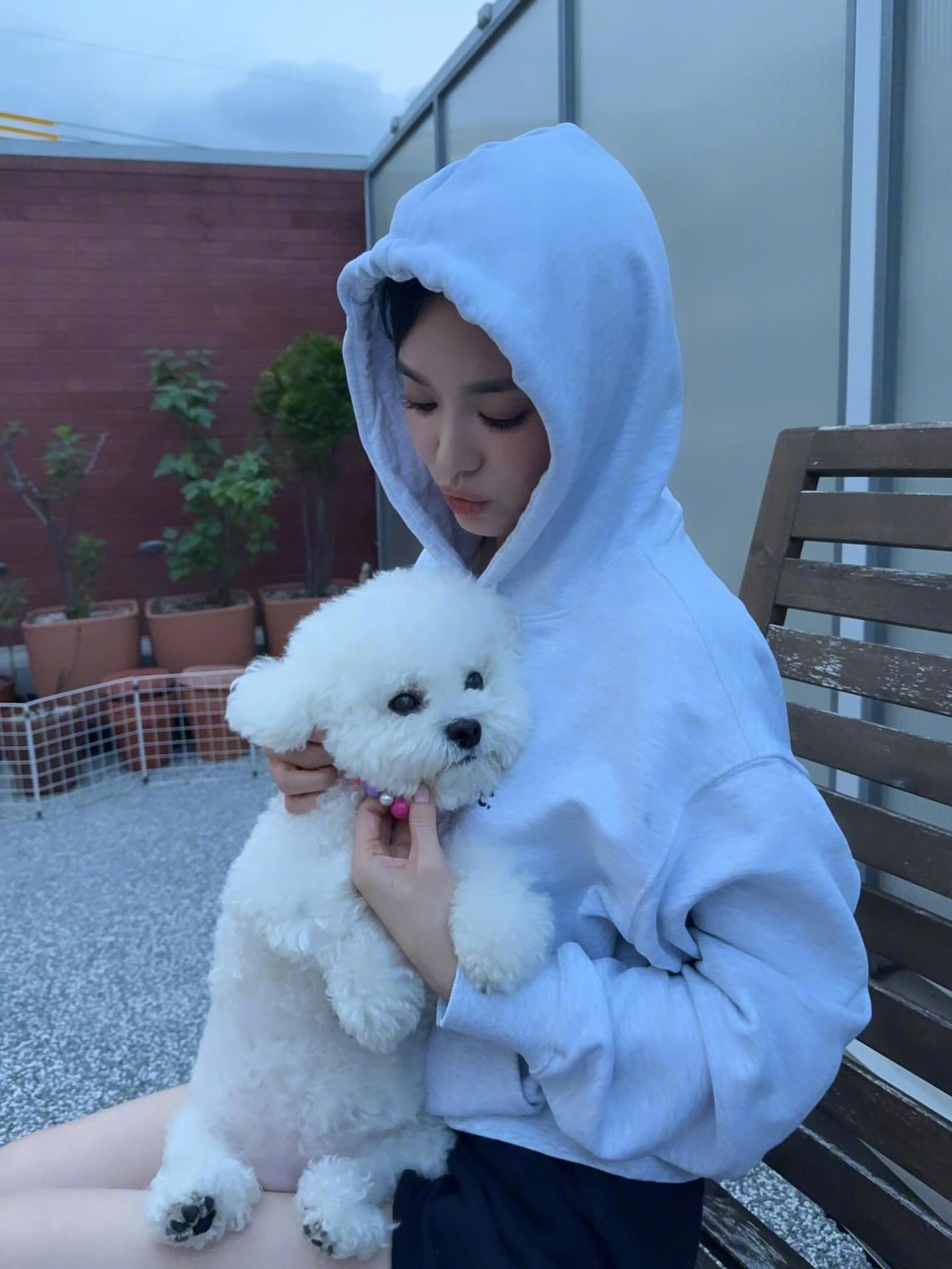 工作中的宋慧乔晒自己的爱犬🐶！谁养的宠物像谁[滑稽笑]。灰色卫衣出