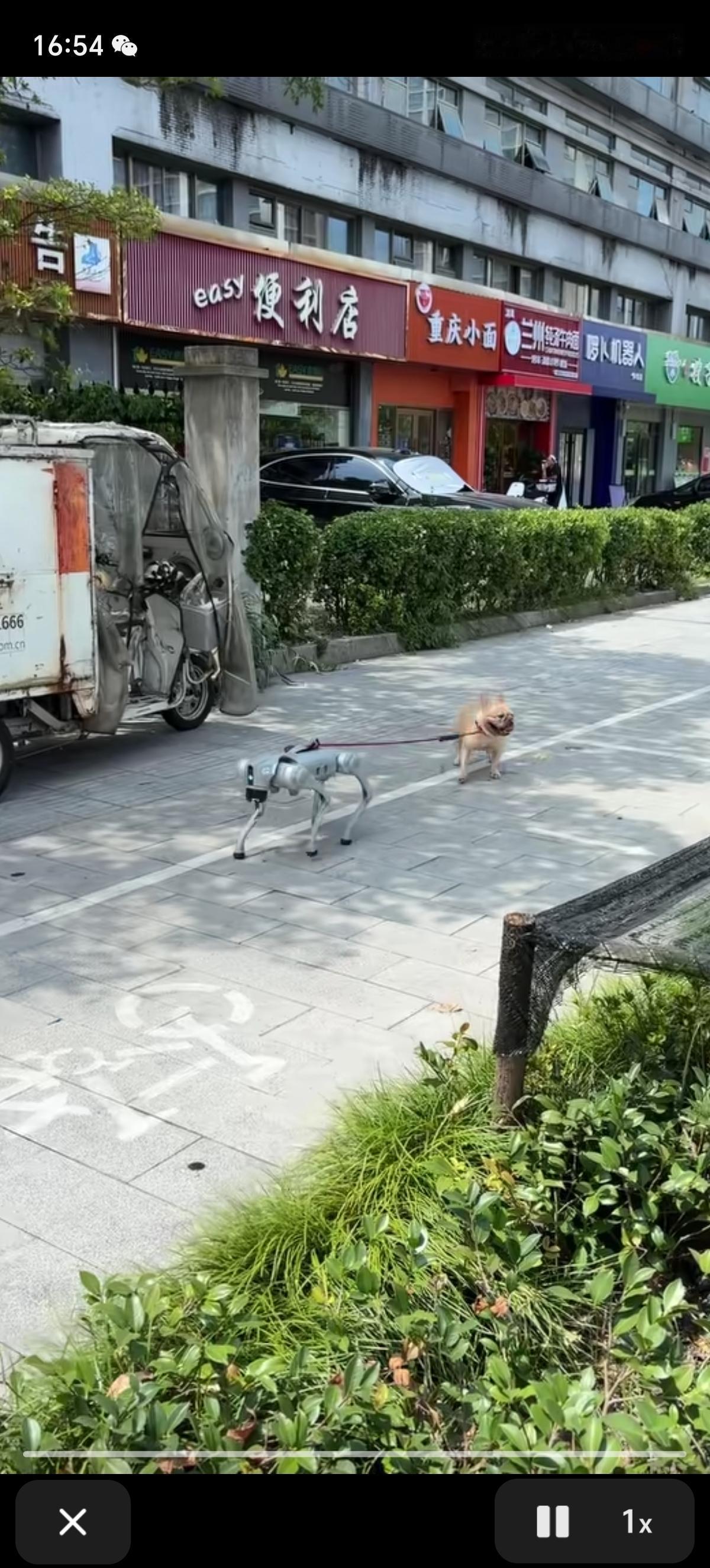 出来遛狗了,机器狗全程带着,不要9块9,只要1099,AI智能机器狗全程陪着