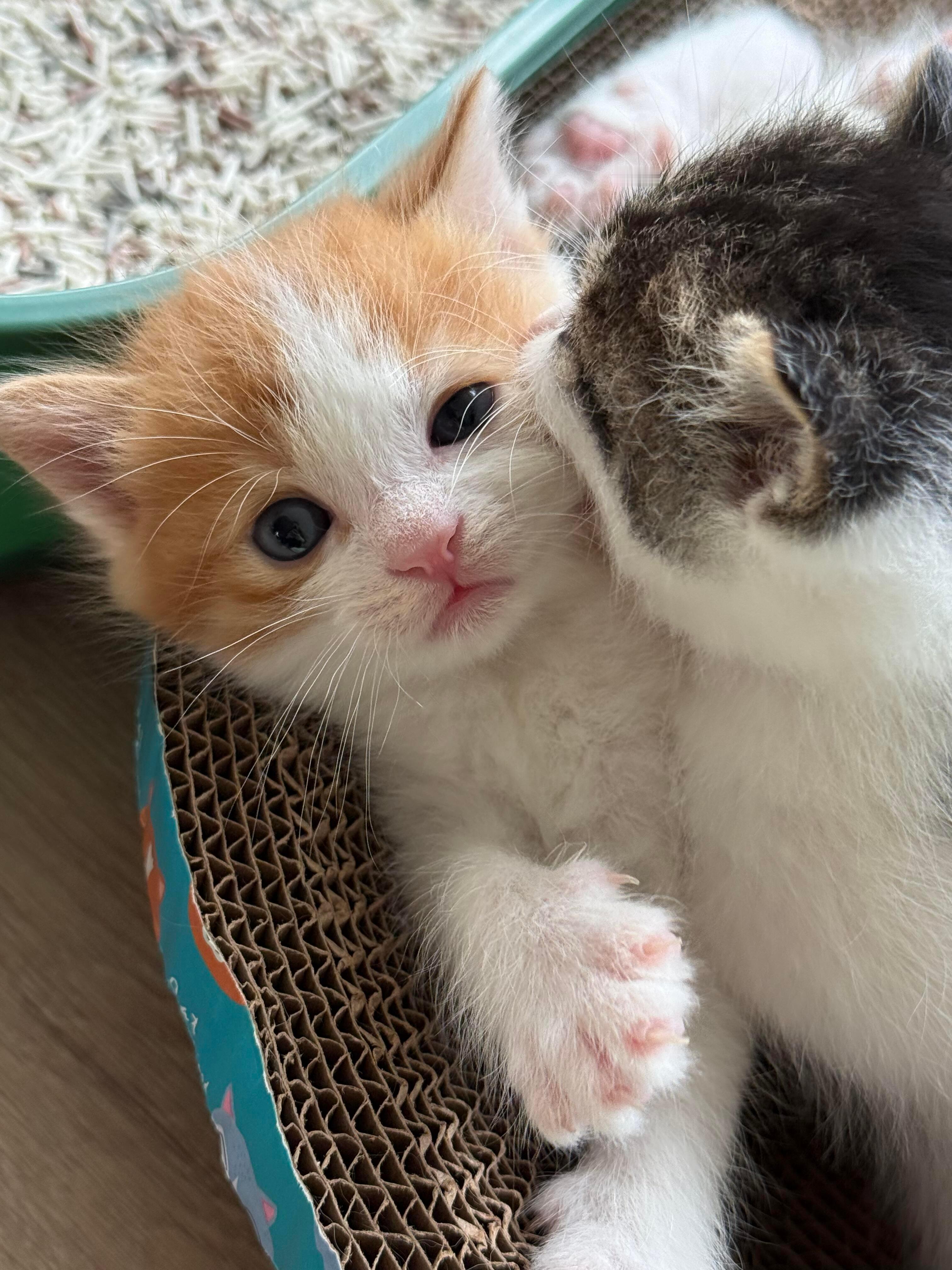 咪：别看了，救我！