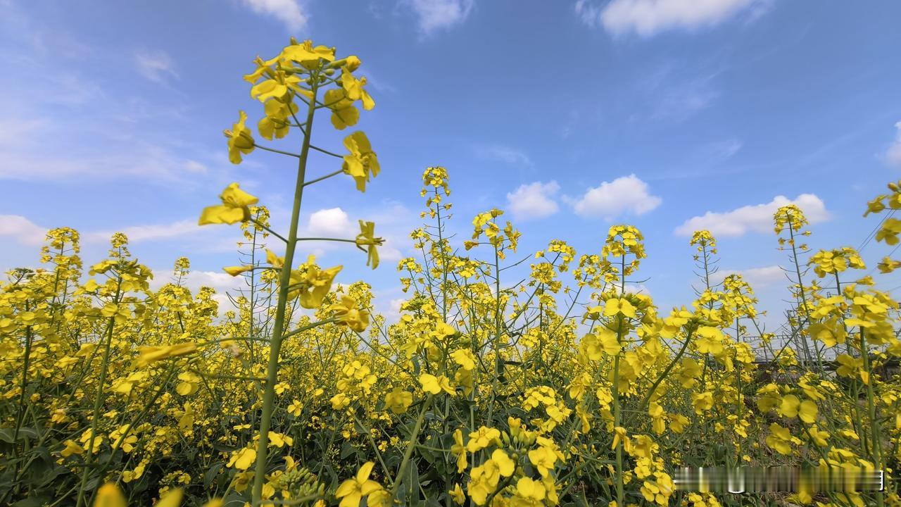 春天的油菜花田园春灿油菜花