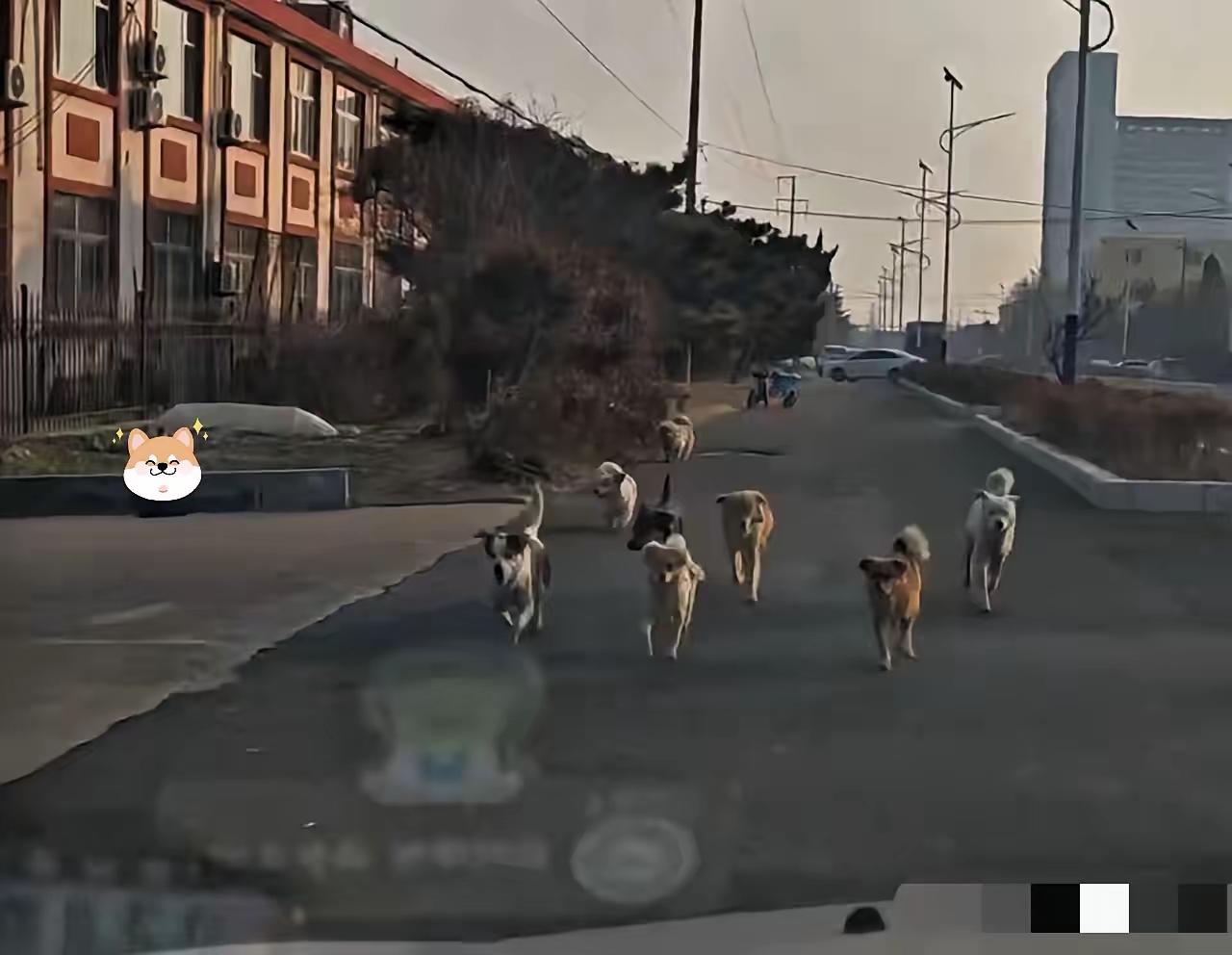 长春7只狗狗绝境归家，靠的从来不是运气，而是有领头、有团结、不抛弃，看完直接破防