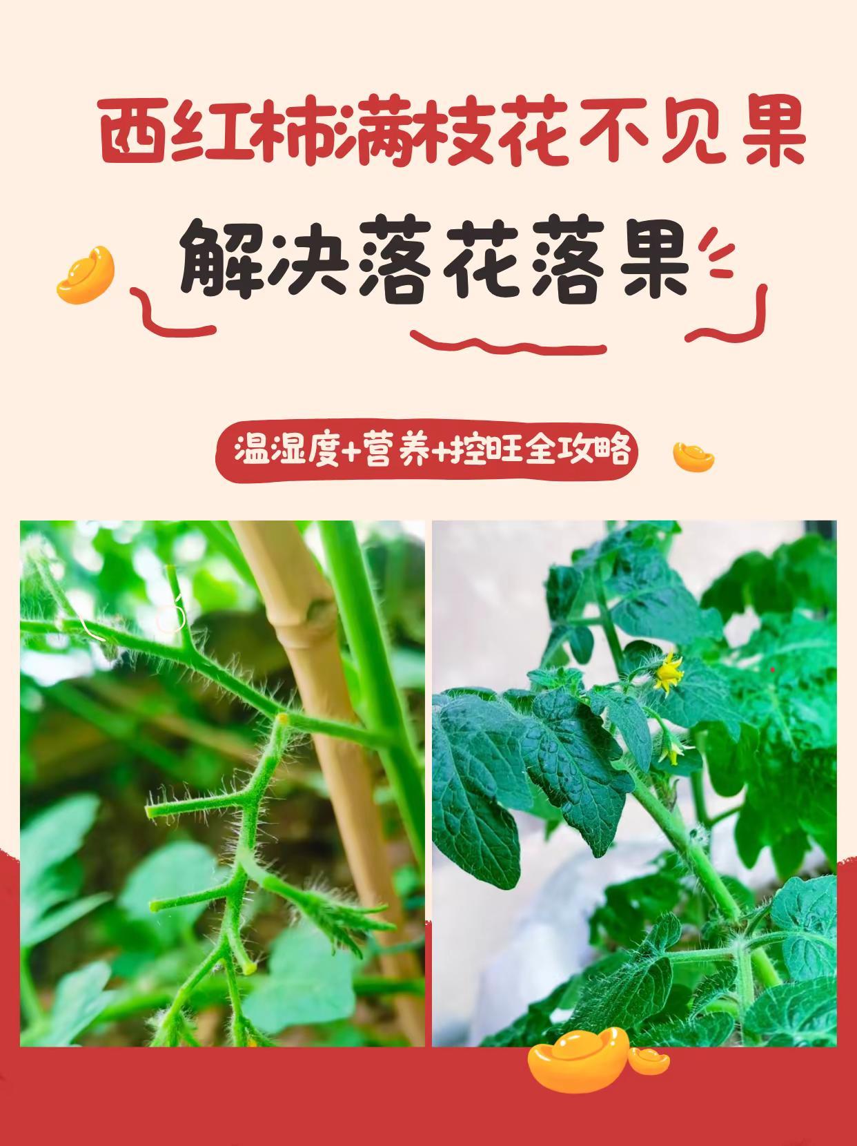 西红柿满枝花不见果，温湿度营养控旺全攻略。西红柿种植