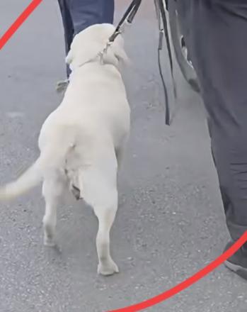 终于有后续了导盲犬芬迪被接回基地了但情况不容乐观，因为芬迪走路已经开始扭跨