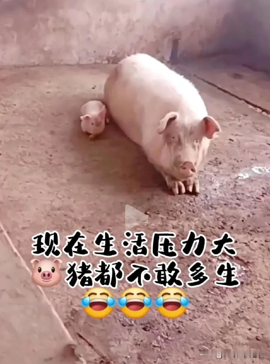隔壁大婶儿看到他家的母猪，气的个直跺脚。他家里喂了一头老母猪，辛辛苦苦喂了他三个