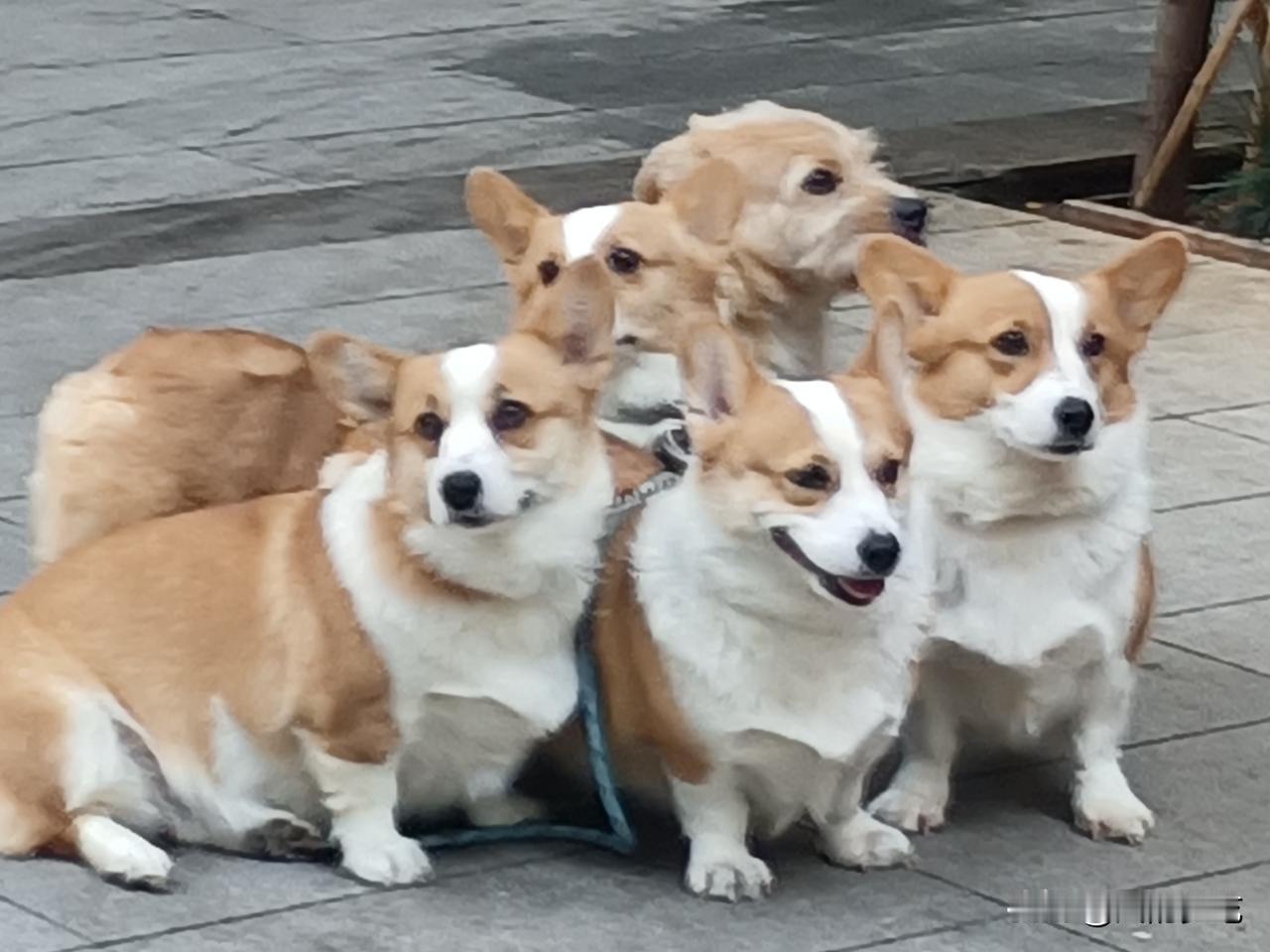 北京首例毒狗案刑事附带民事二审法院判决维持原判，这是正义战胜邪恶，不论狗主人对狗