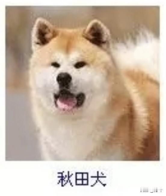 菩萨蛮7·秋田犬金茸轻裹温风里，软毛匀缀晴光绮。眸底载深忱，舌含