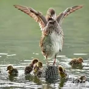 今天西湖里“添新丁”啦！取名“毕毕”，已经会跟着妈妈“荡荡儿”了。春日的西