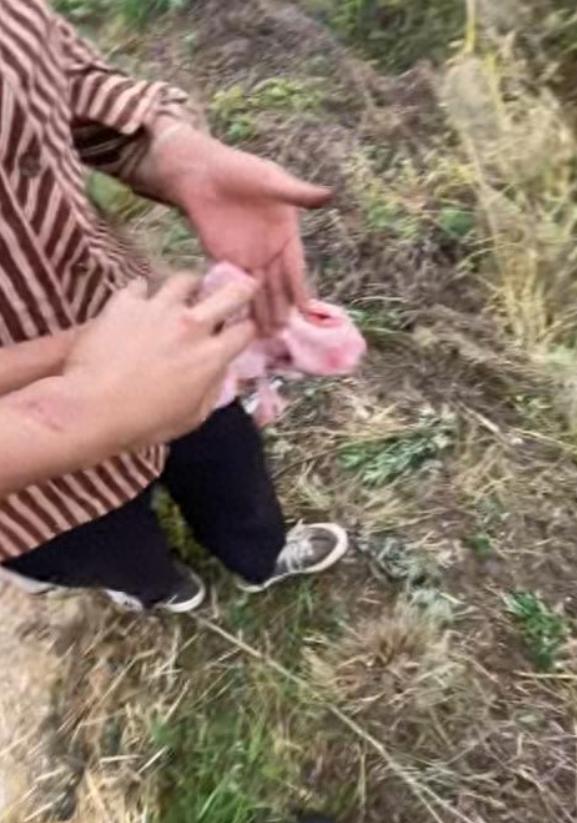 河南南阳上演暖心一幕！一名18岁的山东农机手在当地帮农户抢收小麦时，发现田间的女