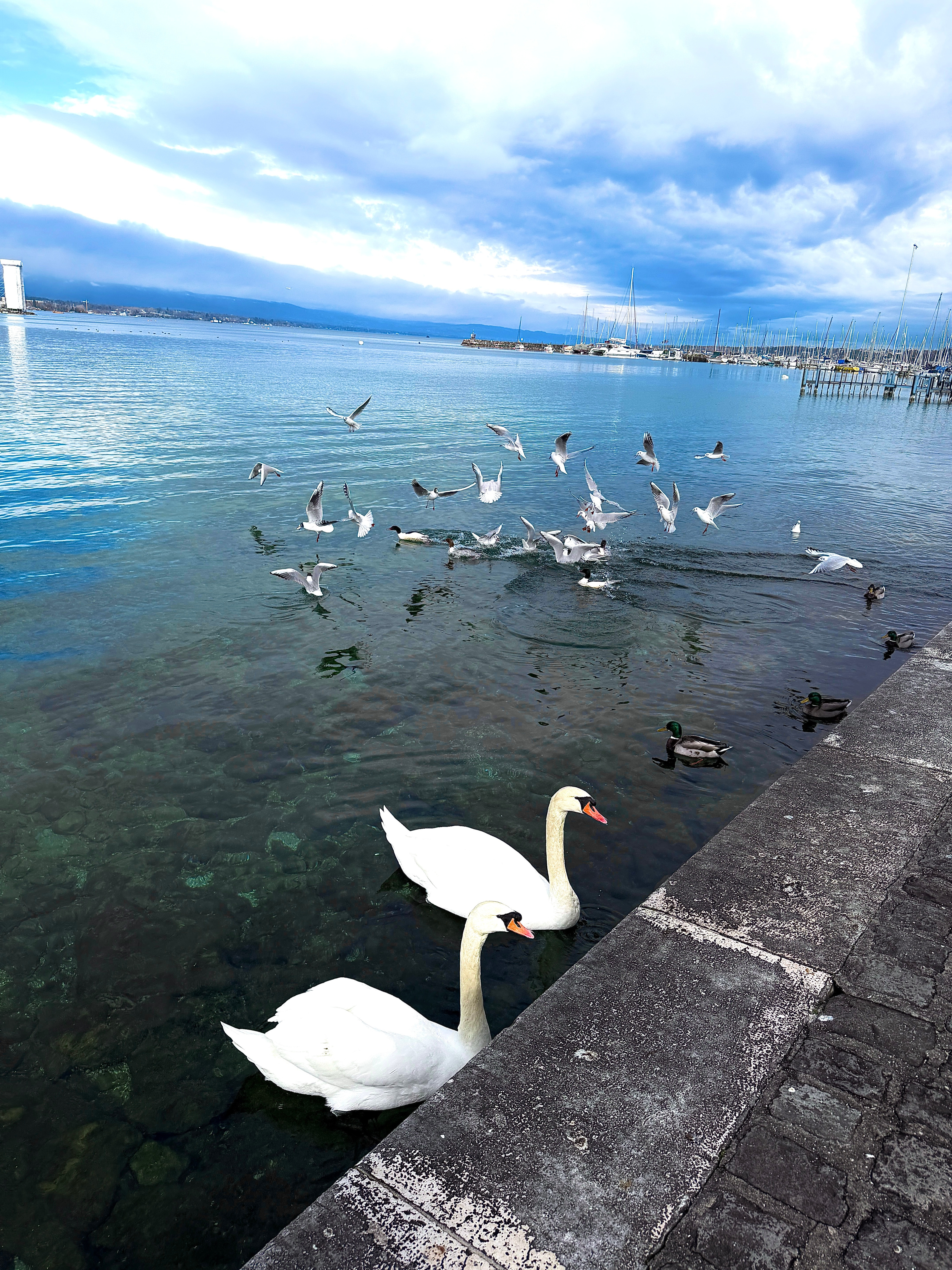 🇨🇭阿尔卑斯山下冬天很美像在童话小镇就是吃的太少了日内瓦湖喷泉⛲️看了