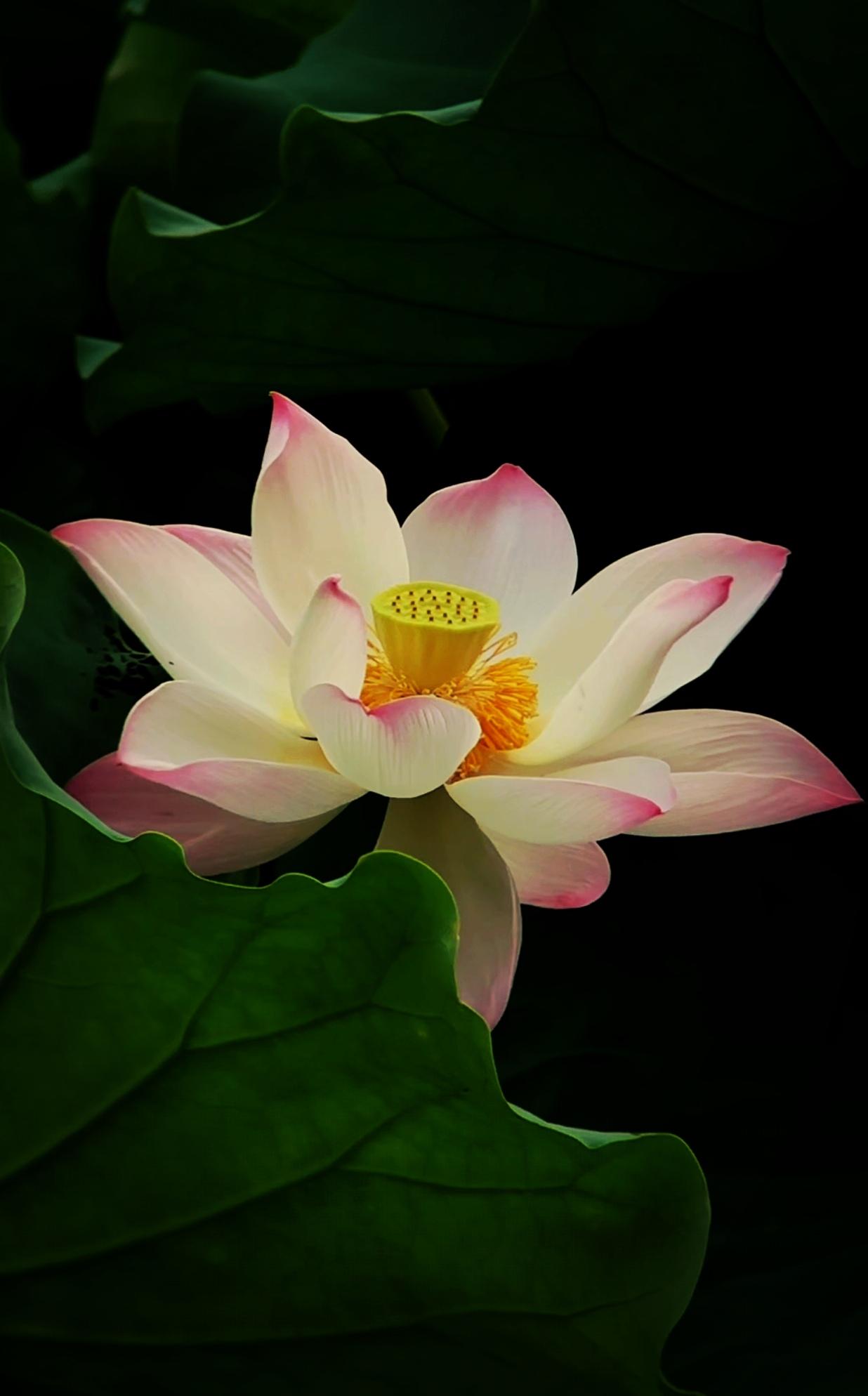 随手拍美丽花朵。随手拍～