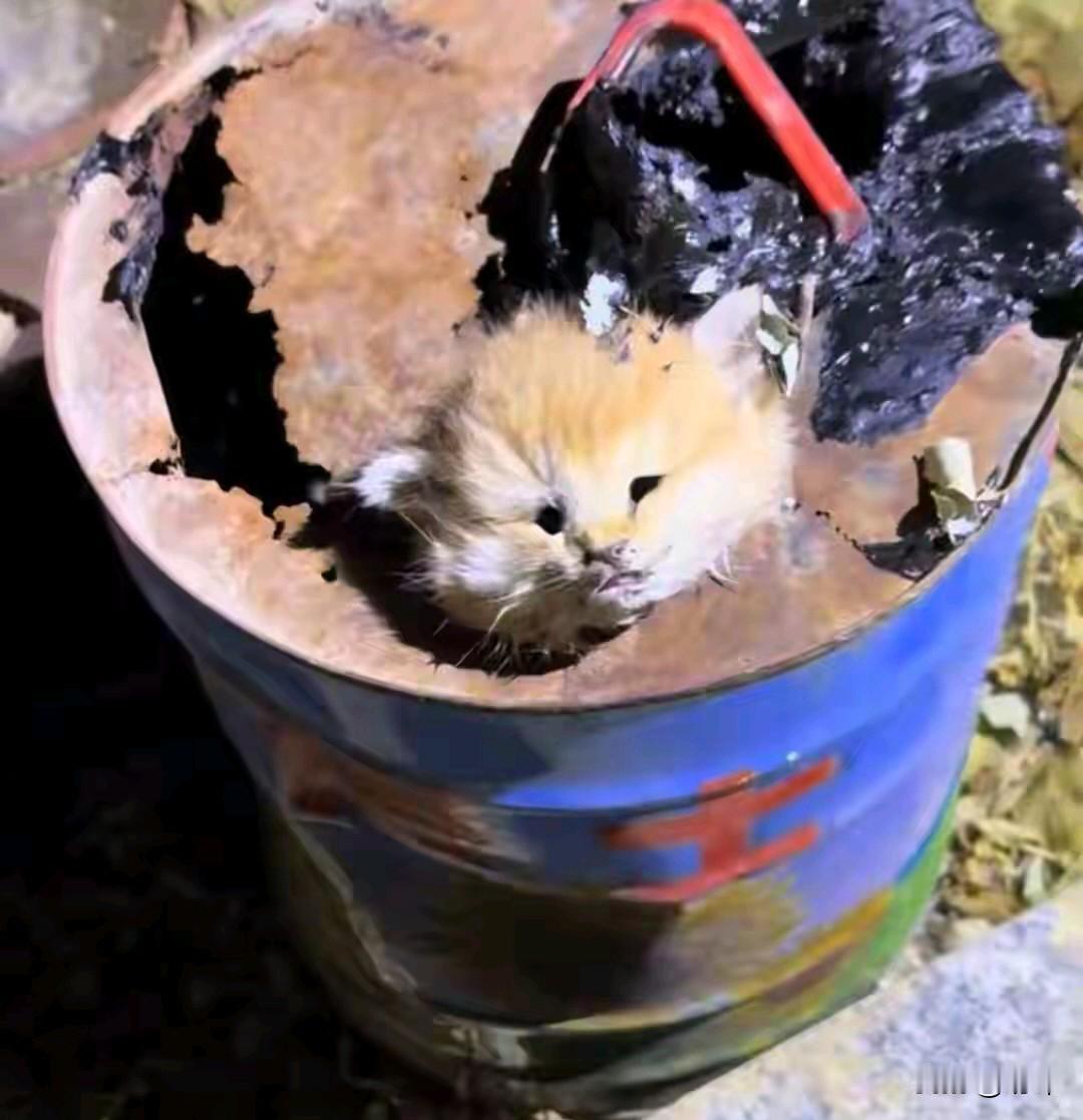 太坏了！这天夜里一位小姐姐去夜跑，当她跑到一块空地附近的时候，听到有小奶猫无比凄