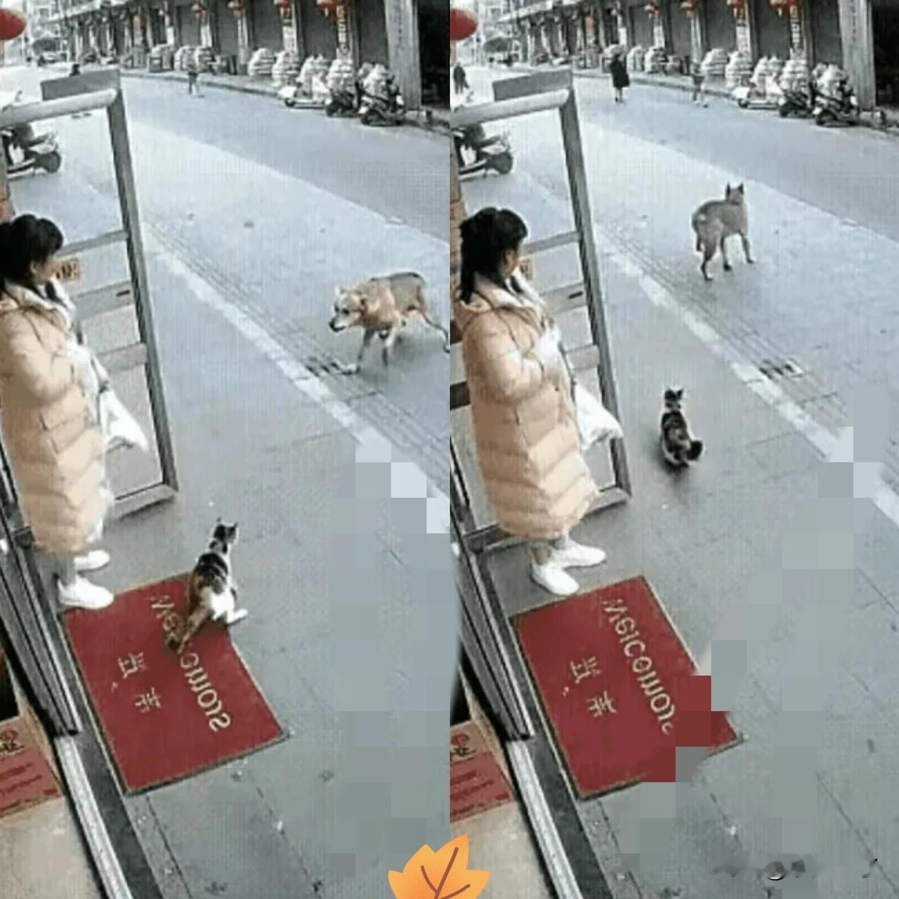 “太有灵性了！”女子预产期临近，担心楼下的流浪猫会挨饿，就顶着大肚子下楼投喂，没