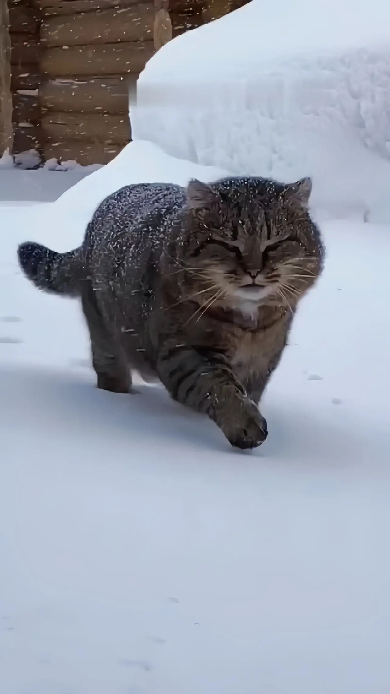 邻居家的狸花猫，身手矫健，脾气暴躁，力大无穷，撵过鸡，打过狗，灭过无数大老鼠，同