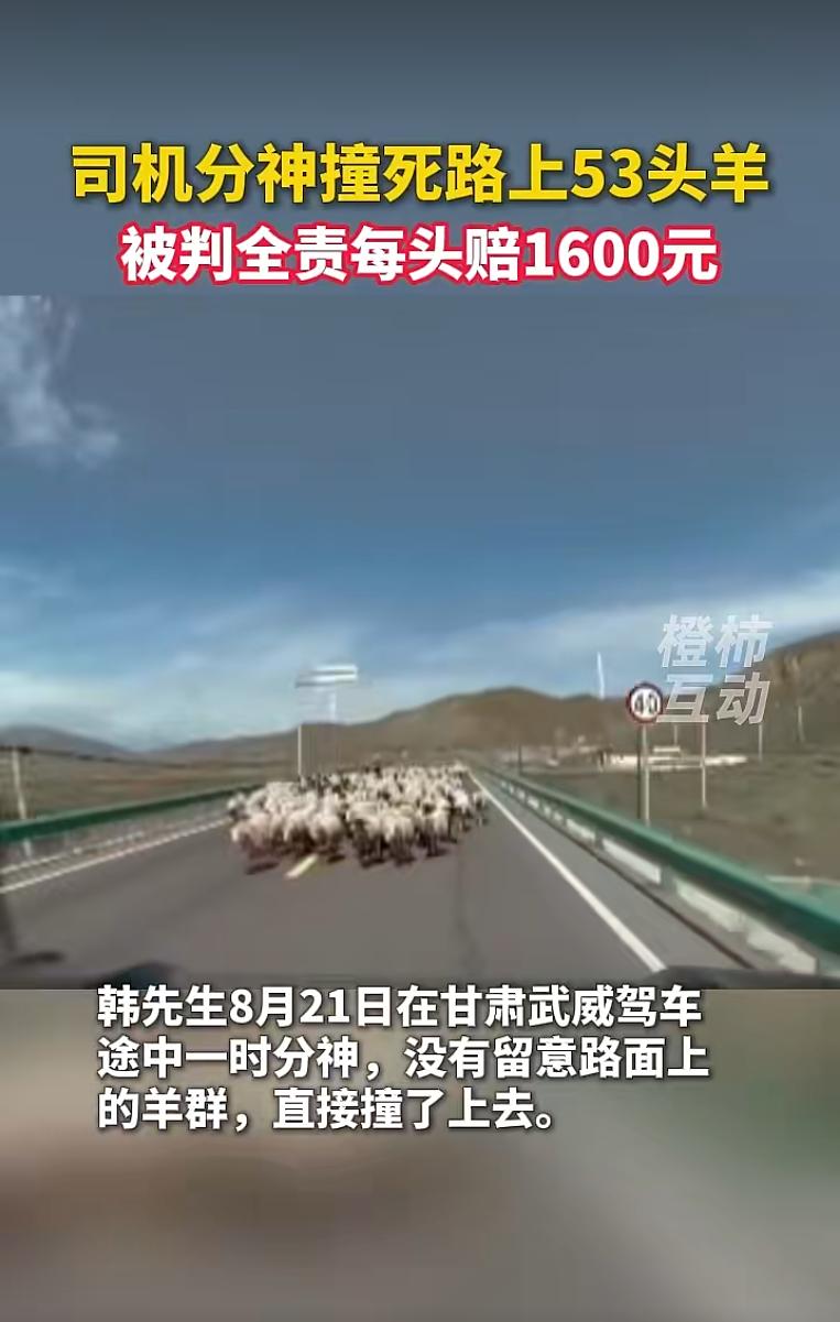 甘肃一男子驾车途中分神撞上羊群致53只羊死伤，交警判定其承担事故全责，双方协商后