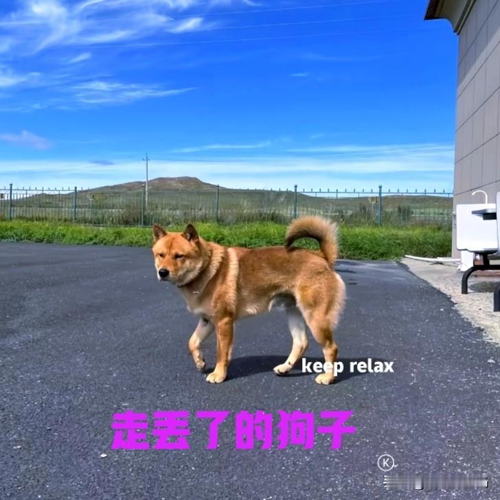 朋友花了两千多块钱，在网上买的中华田园犬，养了一年多的时间，就在前两天不见了。朋