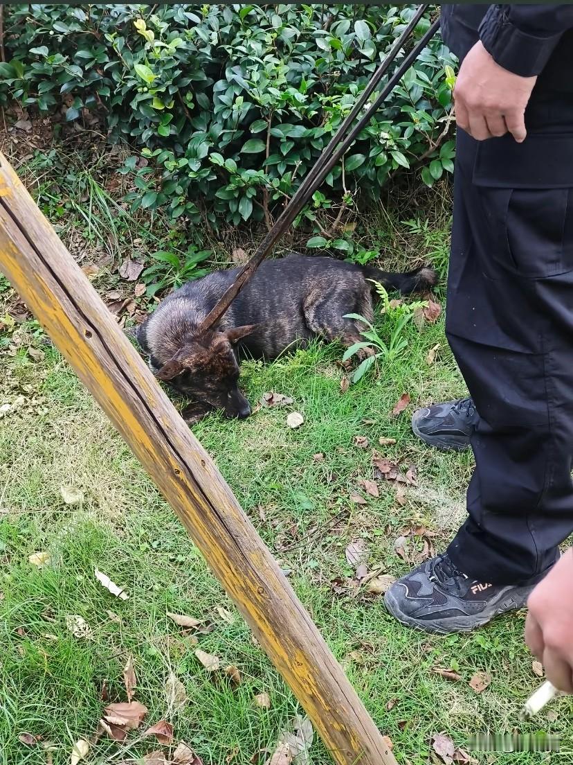 浙江，晚上，女子店里来了一条狗子，这狗子的肚皮圆滚滚的，好像是怀孕了。这狗进了女