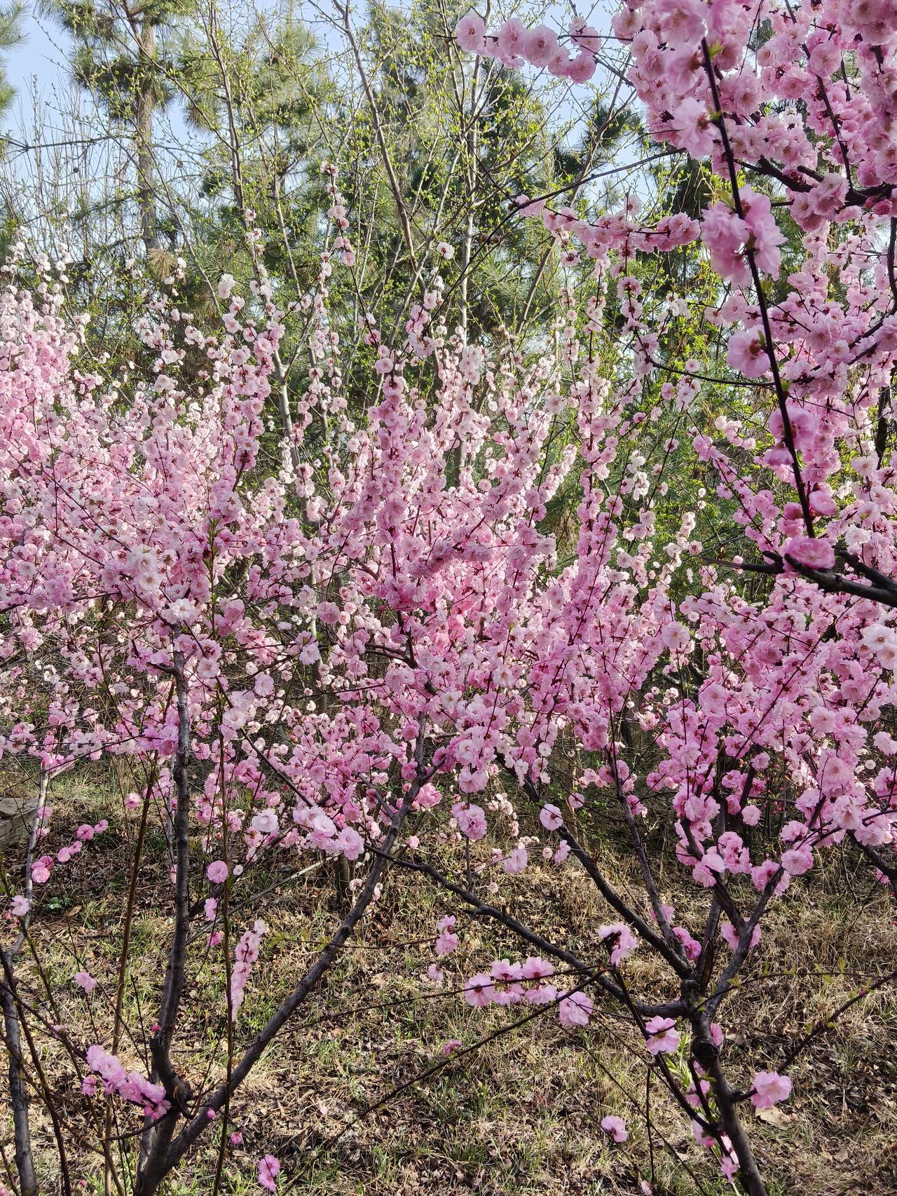 诸葛亮为什么有资格配享武庙？网上不少人觉得丞相六出岐山，也没取得什么辉煌战