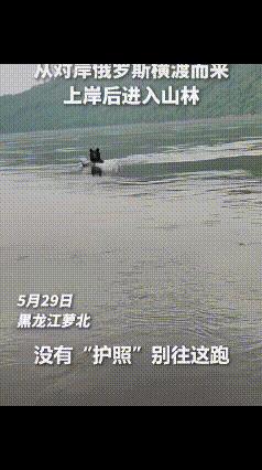 笑死了！一黑熊横渡黑龙江，一渔民看见后大声呵斥：“没有‘护照’别往这跑，赶紧回去