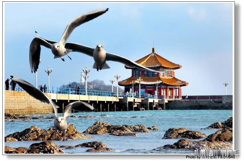 🌊48小时漫游青岛全能攻略🌊【交通指南】✈️飞机：胶东国际机场→