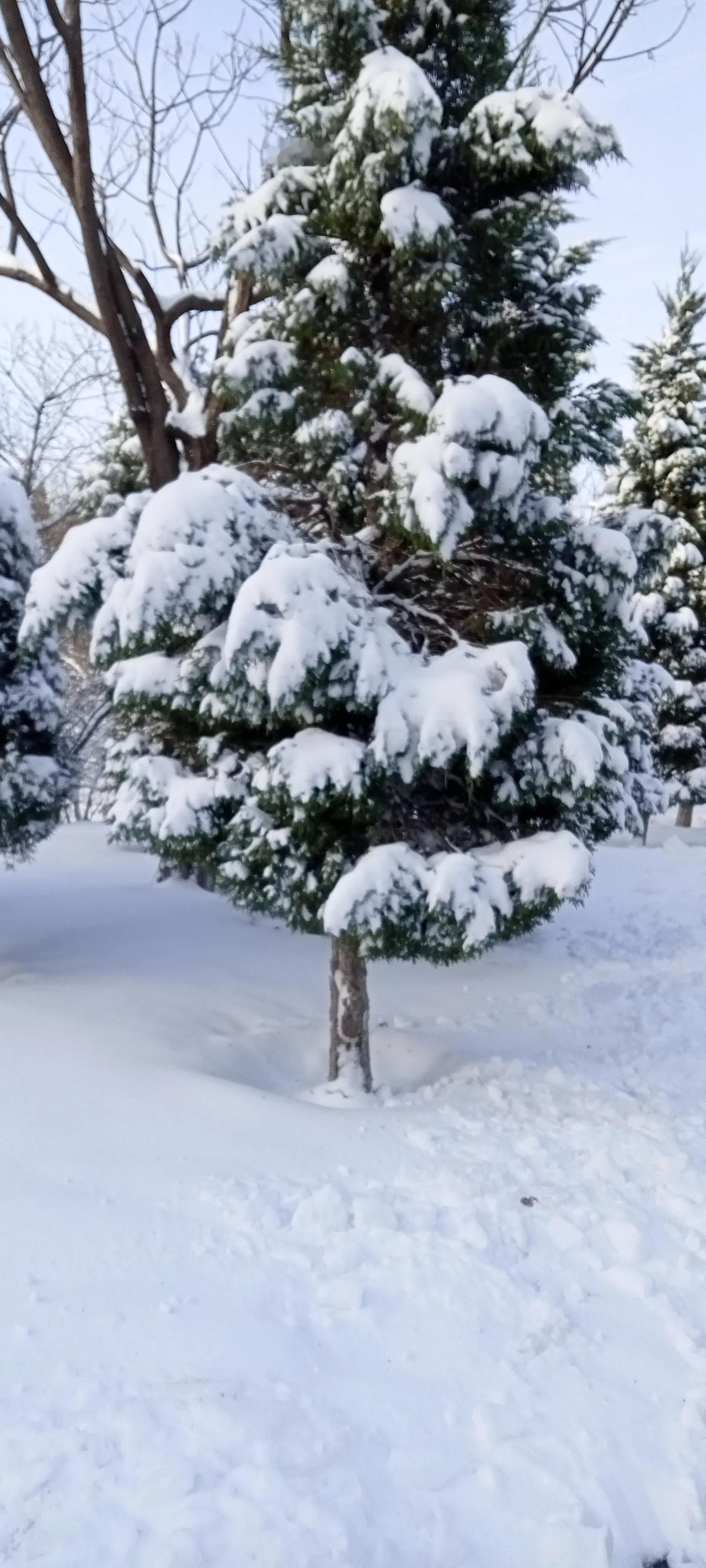 求一张唯美的雪景照片