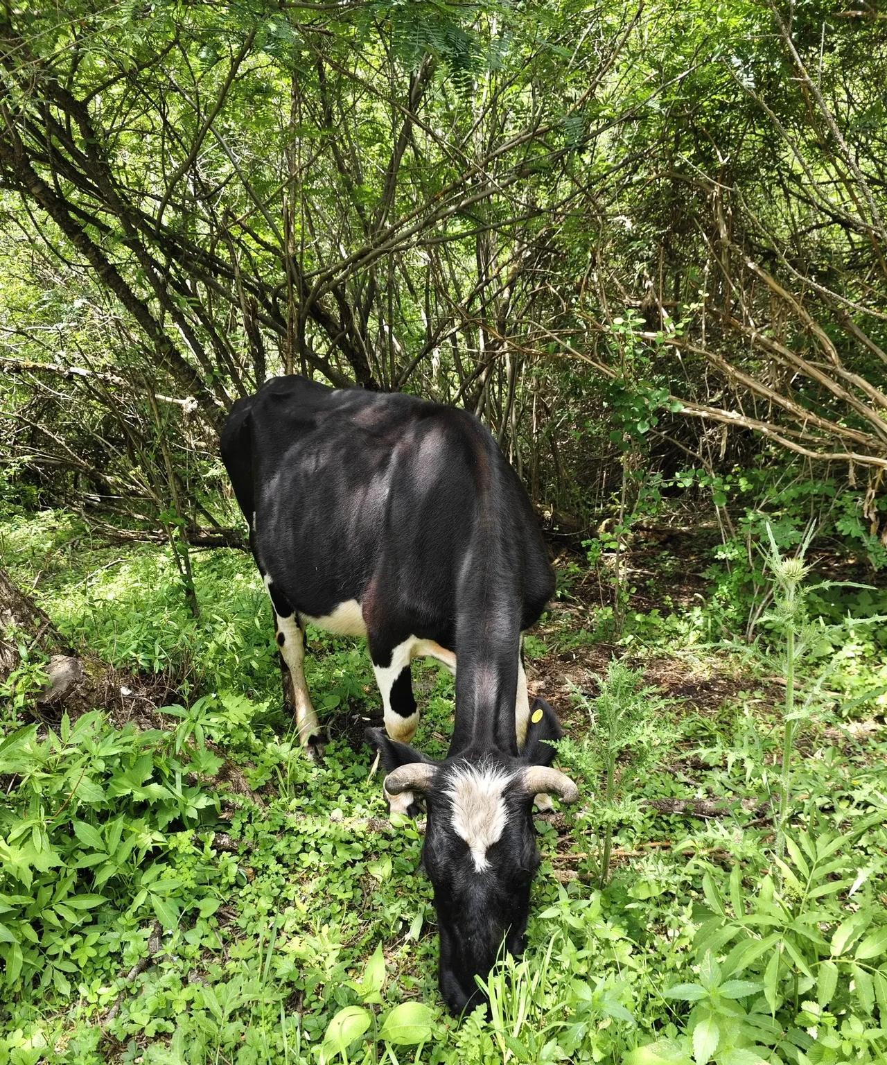我现生活在大西北的兰州，地理位置虽然偏远，但夏天气候非常凉爽，是一个绝佳的避暑胜