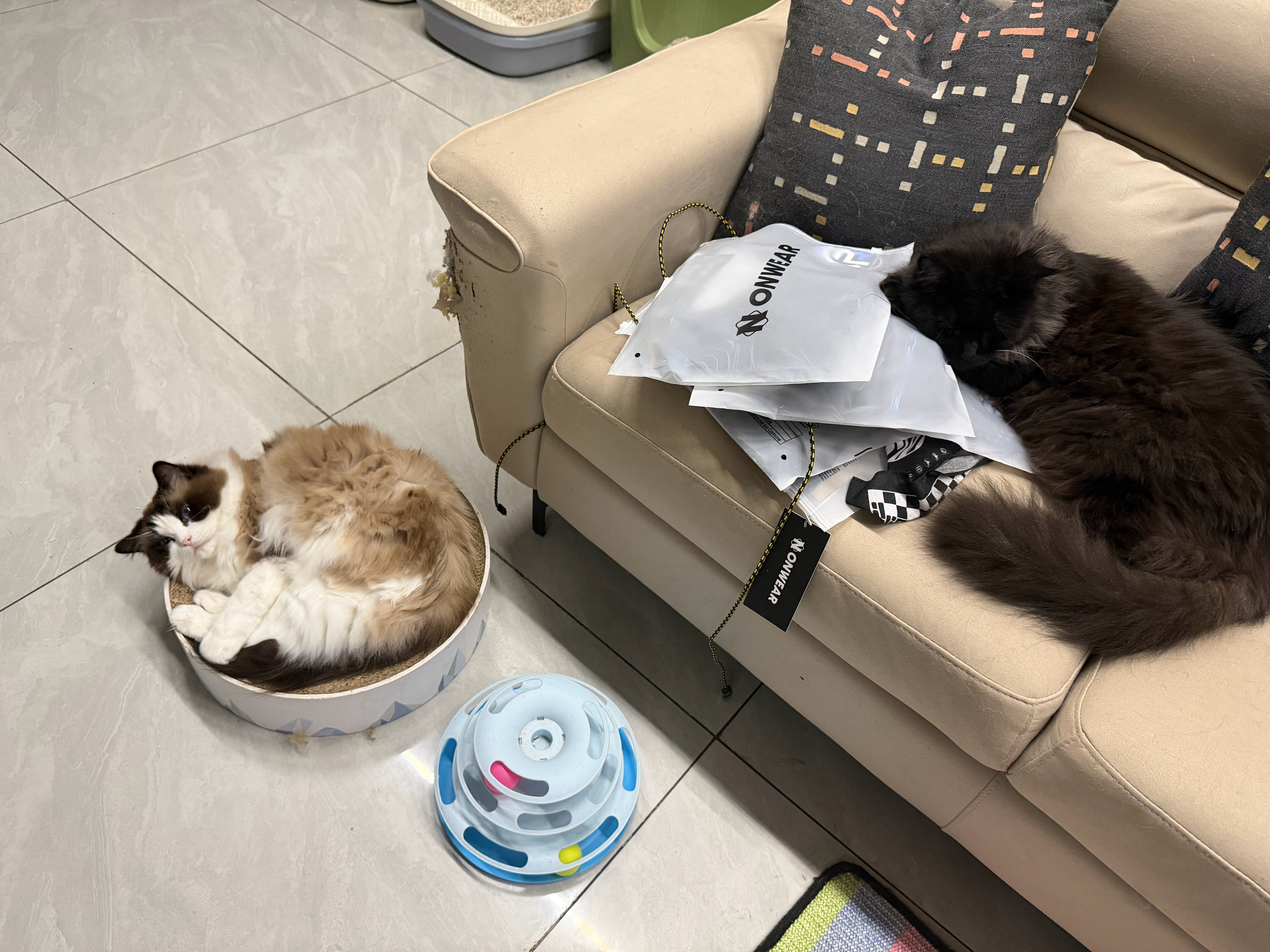猫宁！又起来上班啦！上班我就一个宗旨，应摸尽摸，老板都能see我为啥不能see[