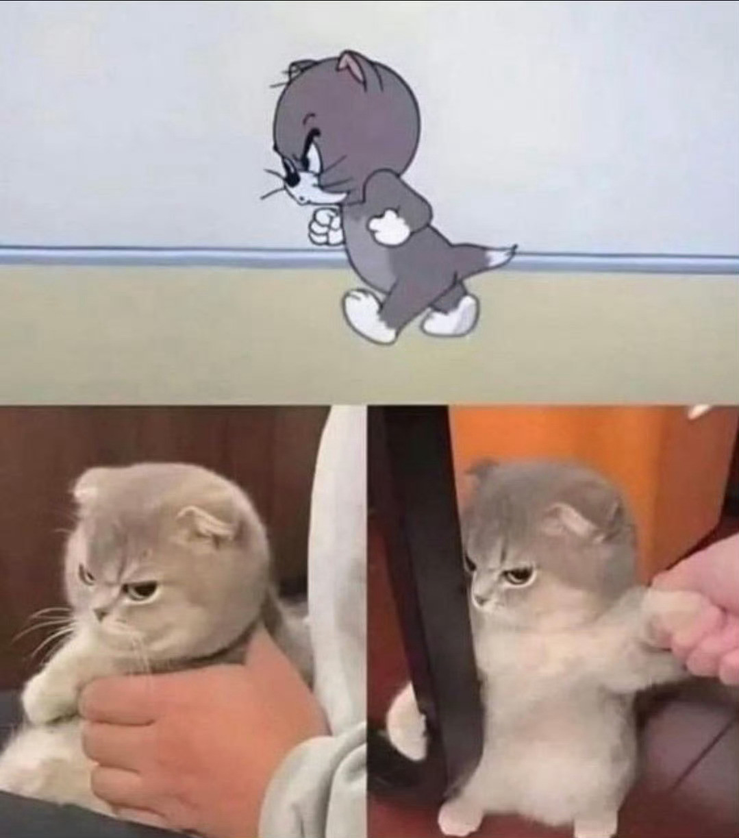 原来动画片都是真的：猫咪生气了😠