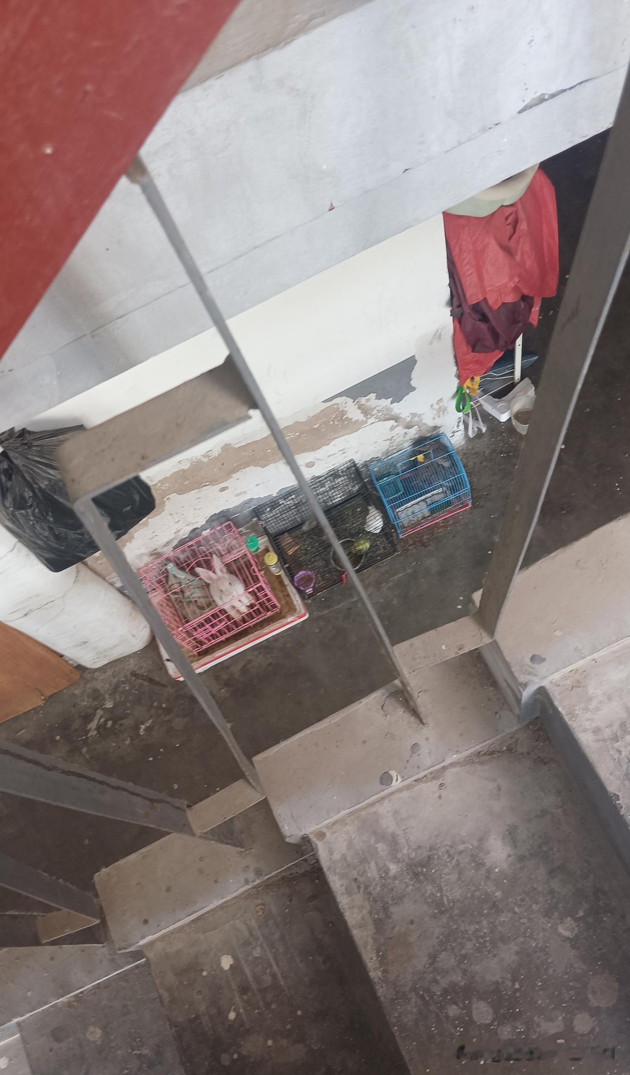 小孩子喜欢养小兔子小鸟，这是栋老楼楼龄大概四十年，人家也知道这些动物不在家里面