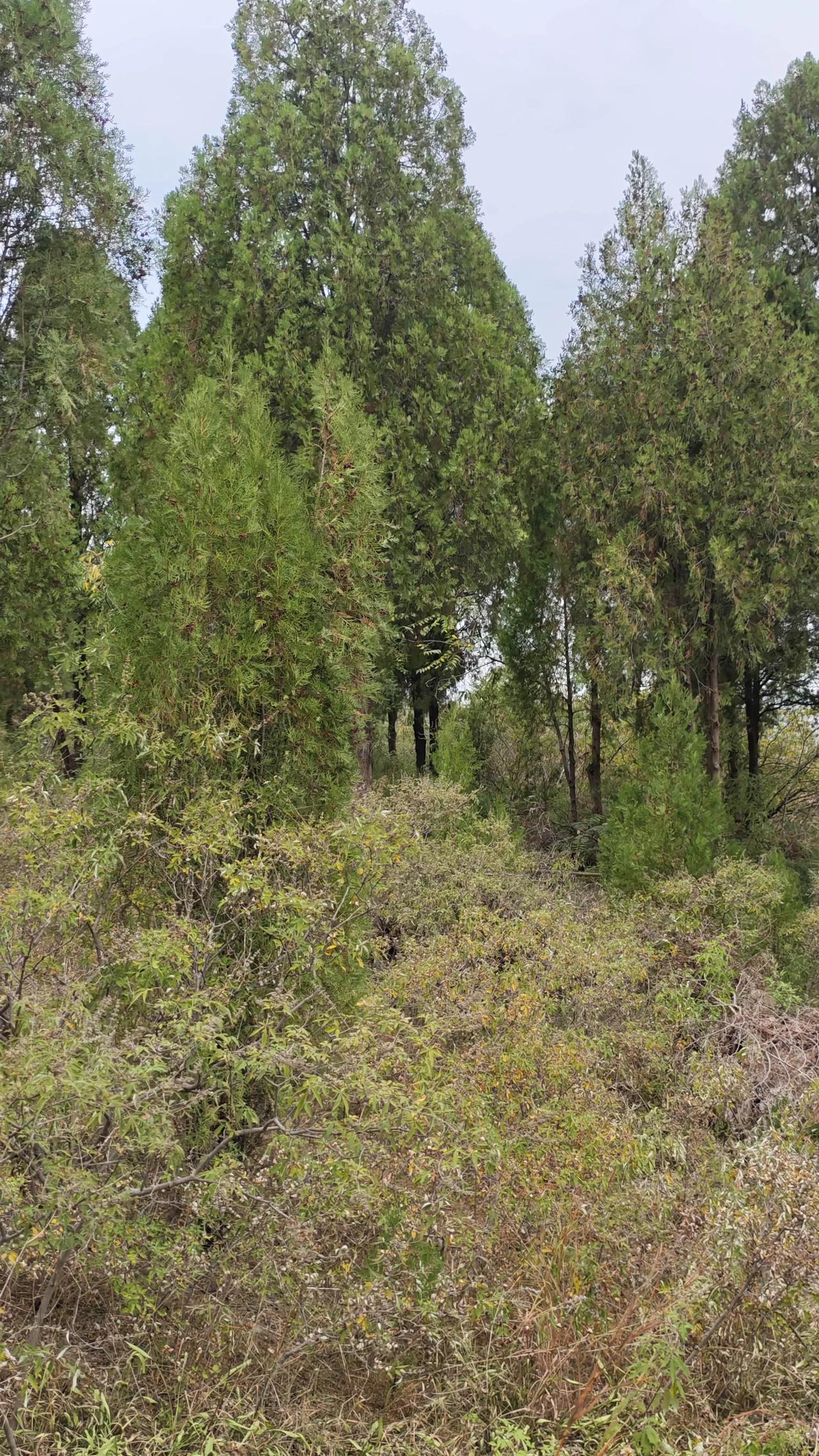 《悉达多》：世人为什么好像在睡觉一样，见到别人的老病死，仍不知道自己的老病死也将