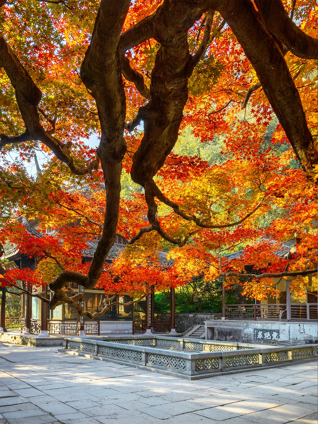 窗框里的江南，这才是12月诗意的杭州！