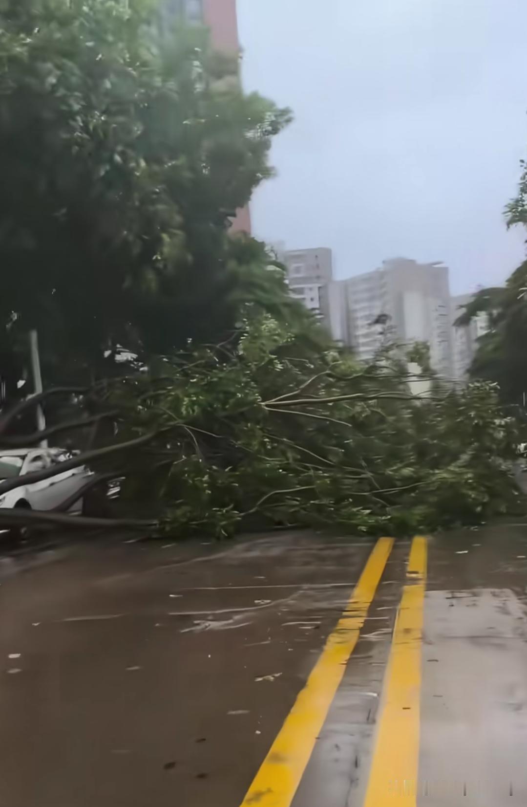 🌀台风“红霞”造成的伤害损失不小，惠州这次被台风“红霞”坑惨了！7月26