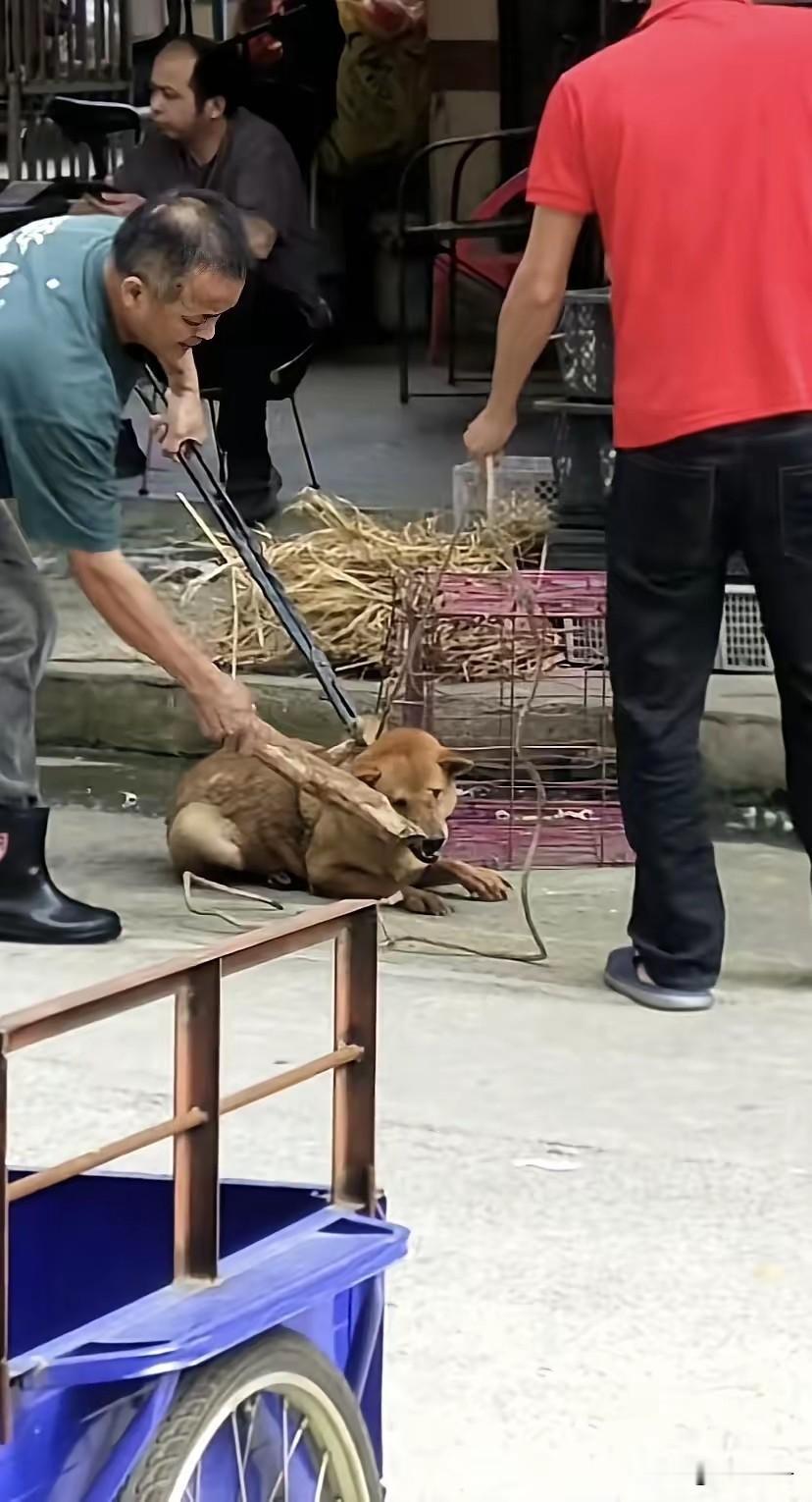 男子把家里小狗带到饭店加工招待朋友，可怜的小狗还以为主人带自己出来玩，当饭店老板