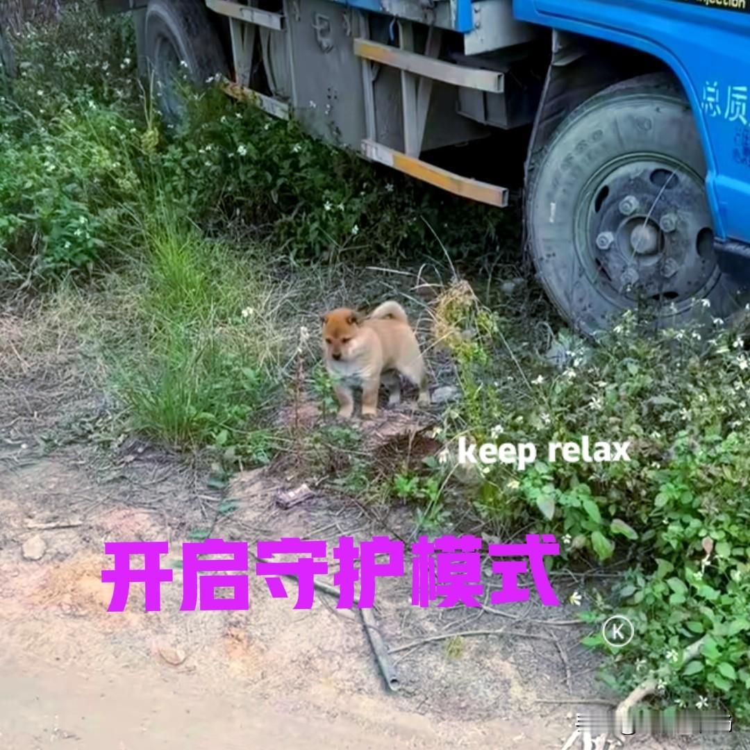 小伙花了一千多块钱，在网上买了一只中华田园犬。小狗刚满两个月，来自千里之外的广西