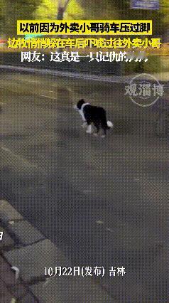 吉林这只记仇狗也太真实了！被美团小哥不小心压了脚，直接开启“全