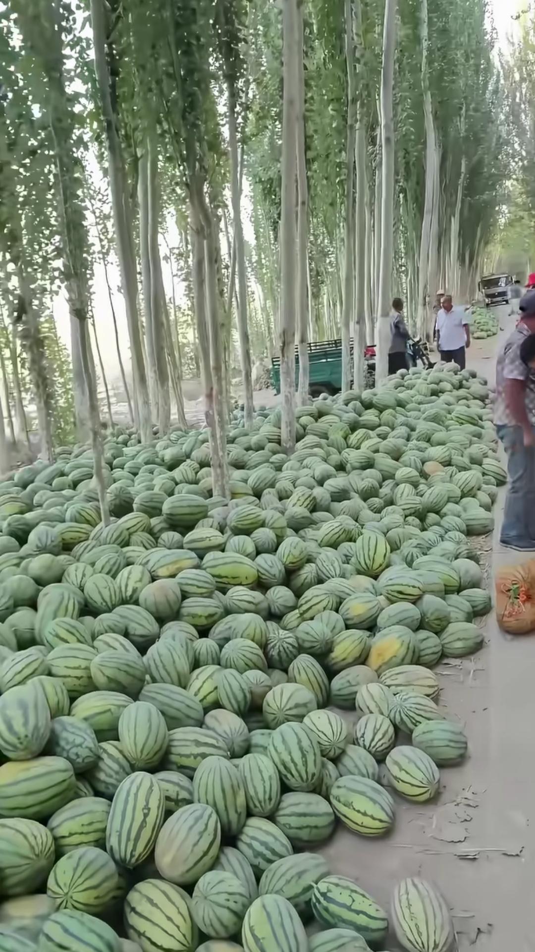 要想解决河南瓜农今年滞销的难题，看来不能墨守陈规，只能另辟蹊径！免费开放所有
