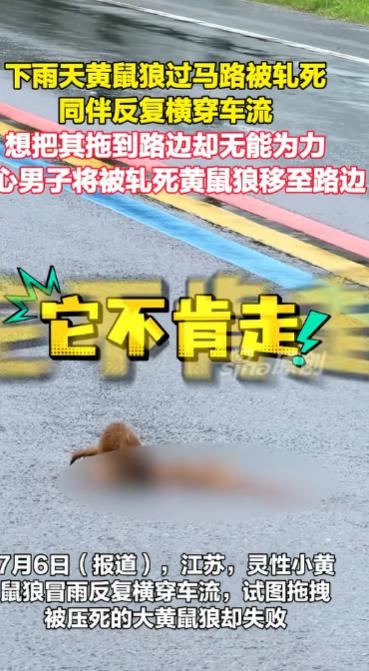 雨天公路上，一只黄鼠狼被车轧死在路中，同伴却一次次冲进车流，咬住它想往路边拖，可