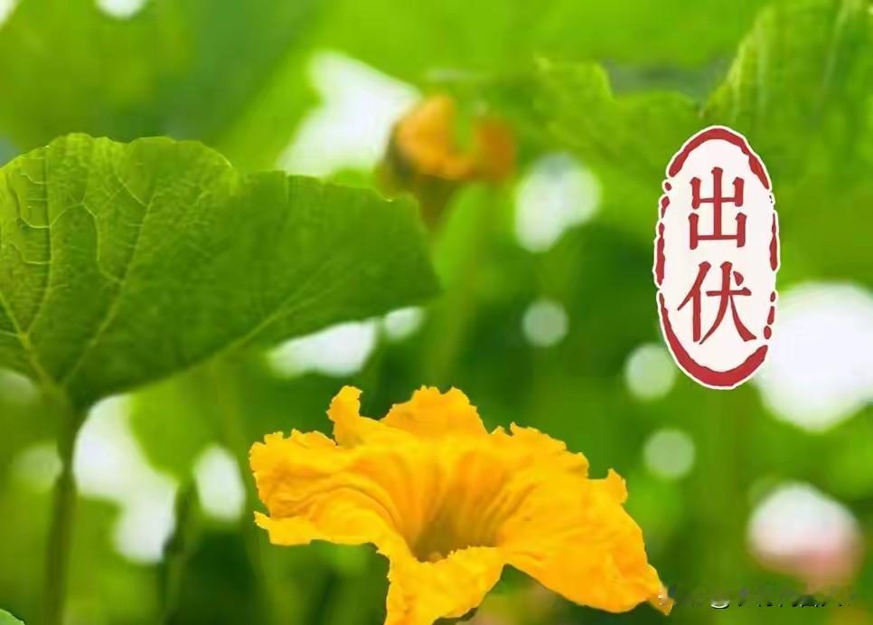 早出伏，凉飕飕；晚出伏，热死牛，今年早还是晚？出伏后还热多久今天是8月20