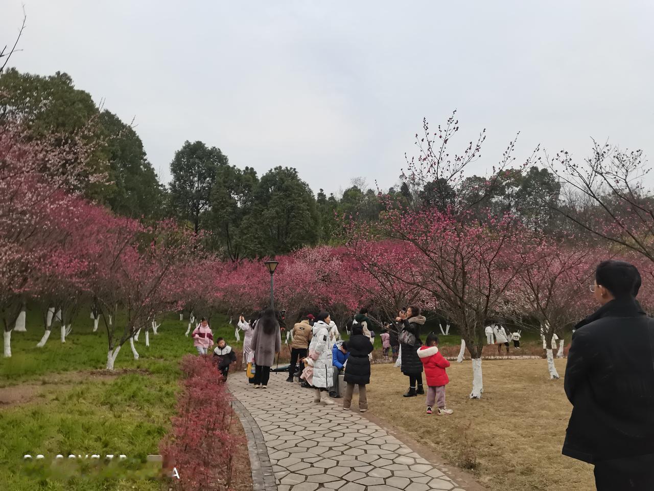 达州美景______大寨子梅花，达州又一网红打卡地。