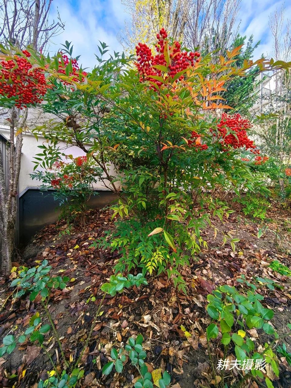 山坡羊·红果树红果明艳，植株清隽，茎枝丛立风姿显。节痕连，态昂然。纤枝