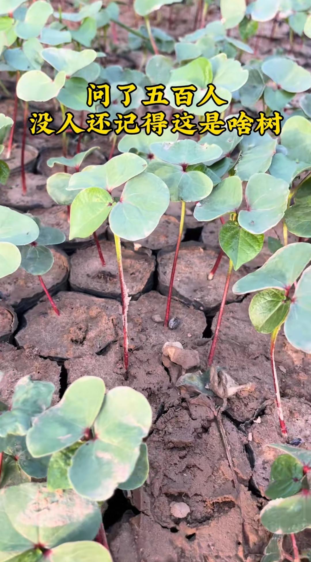 这些小树苗长得真可爱！问了100个年轻人都不认识，这是什么植物，是树苗还是什么？
