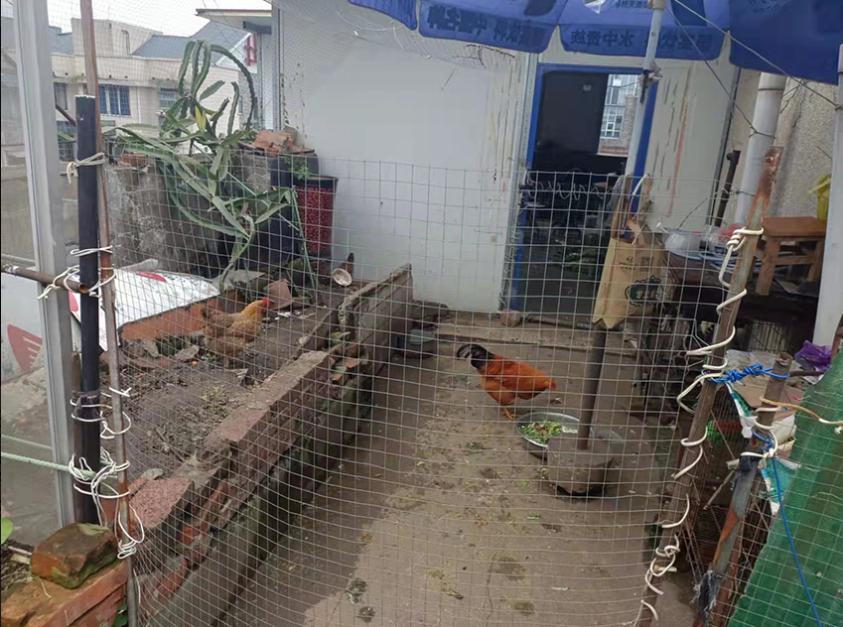 湖北襄阳樊城区九街十八巷小区，一住户在小区三楼公共平台长期饲养家禽，公鸡深夜频繁