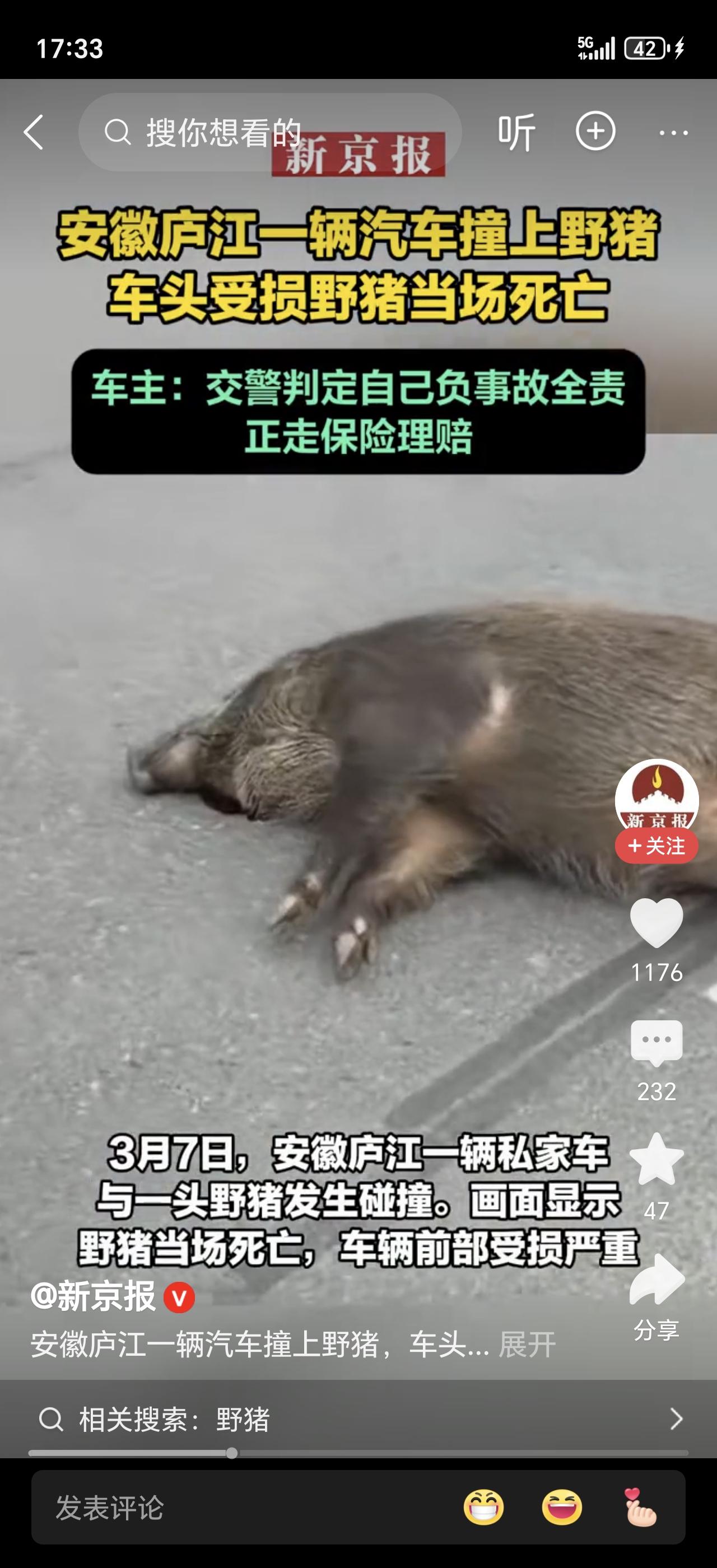 夜国道撞死野猪，竟要我全部赔偿？2.3万损失谁来扛😤安徽六安的杨先生最近