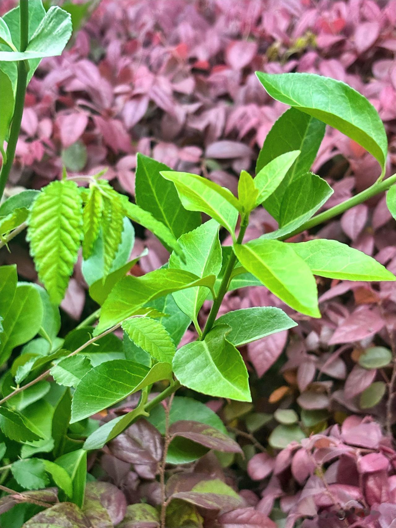 退休教师小姨，自从当了婆婆，就换了个模样，连儿子都笑她是不是怕儿媳我小姨退休