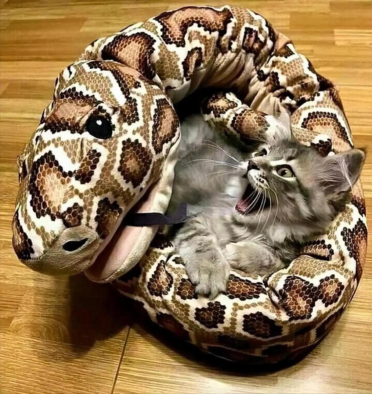 这只刚睡醒的小猫咪，发现自己在蛇形猫窝里，吓得一脸懵圈，这表情简直是演技派！