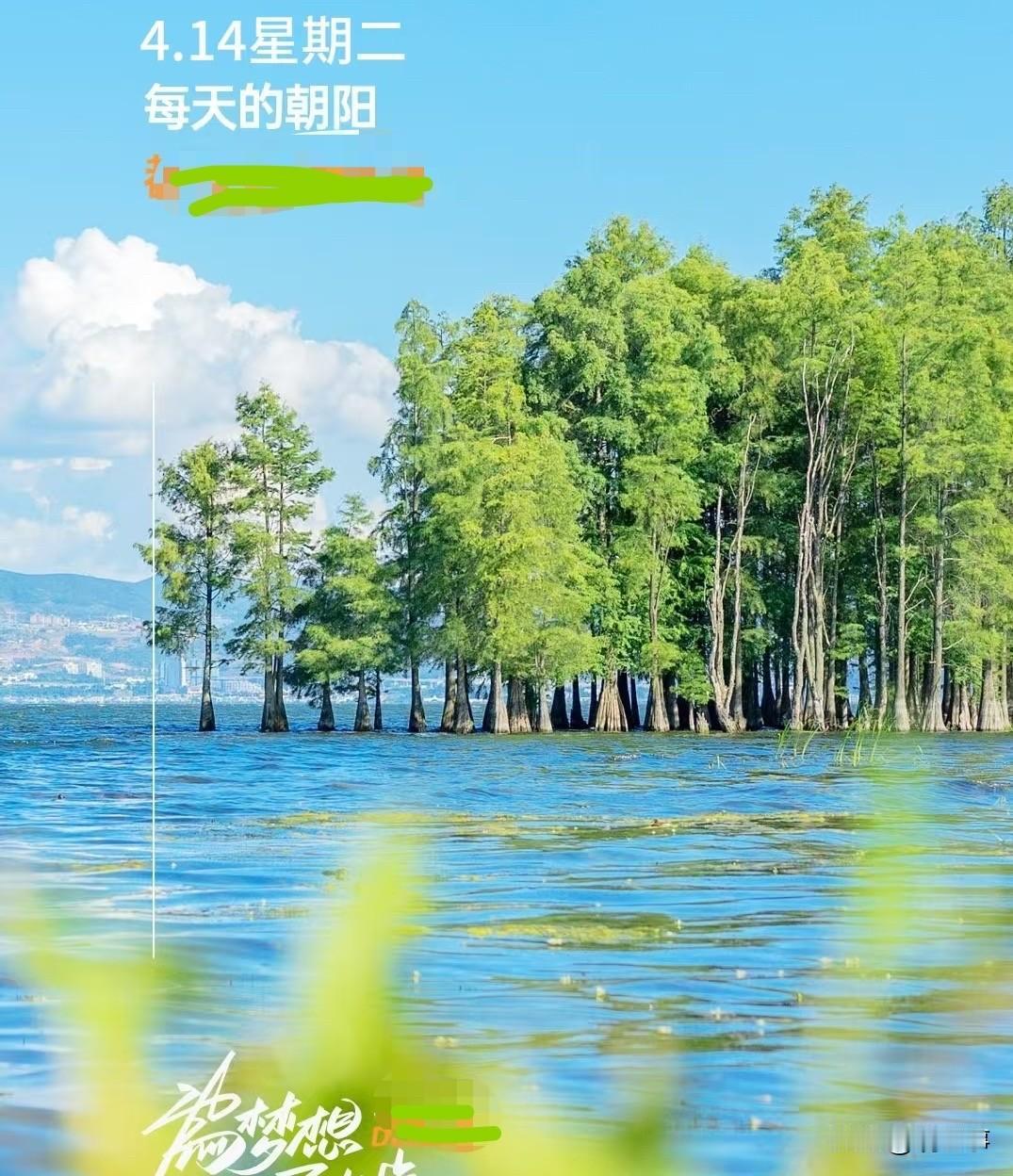 海边的胡杨树🌲